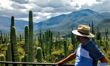 Spectator observing the endemic cactus landscape from a high viewpoint in the Cuicatlan Tehuacan Biosphere Reserve, Puebla, Mexico.