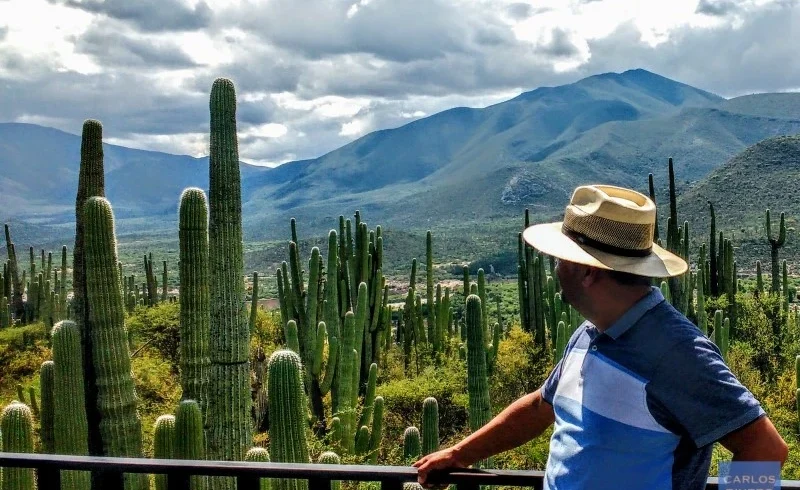 Spectator observing the endemic cactus landscape from a high viewpoint in the Cuicatlan Tehuacan Biosphere Reserve, Puebla, Mexico.