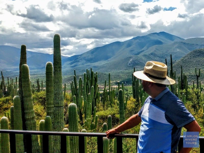 Spectator observing the endemic cactus landscape from a high viewpoint in the Cuicatlan Tehuacan Biosphere Reserve, Puebla, Mexico.
