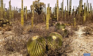 Endemic flora of the Cuicatlan Tehuacan Biosphere Reserve including barrel cacti (biznagas) and other desert plant species native to southern Mexico.