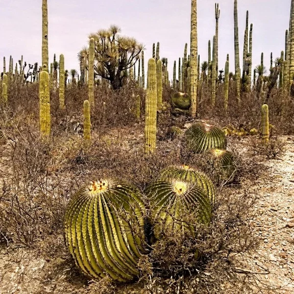 Endemic flora of the Cuicatlan Tehuacan Biosphere Reserve including barrel cacti (biznagas) and other desert plant species native to southern Mexico.