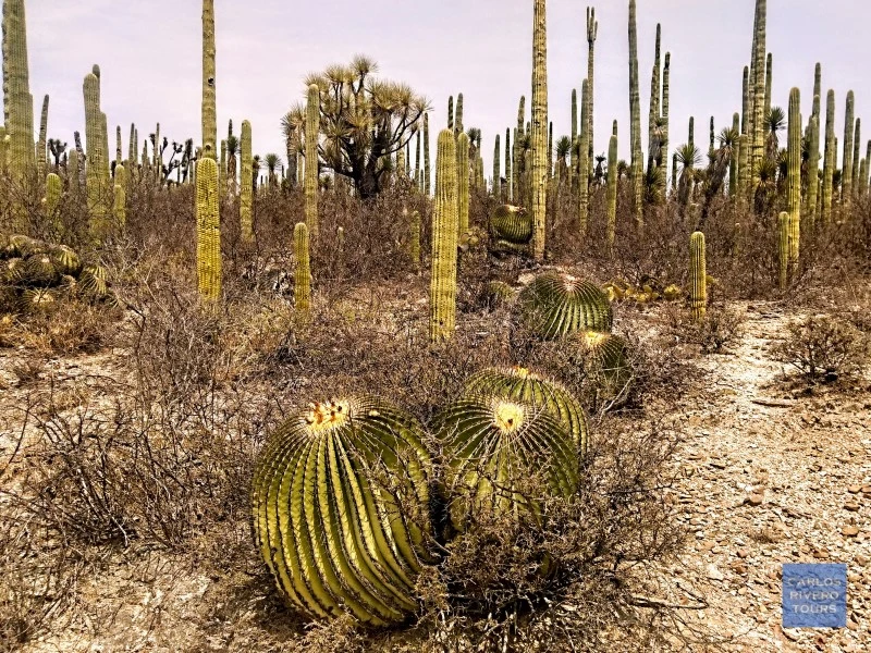 Endemic flora of the Cuicatlan Tehuacan Biosphere Reserve including barrel cacti (biznagas) and other desert plant species native to southern Mexico.