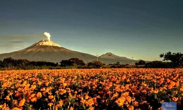 Marigold flower field in Puebla Valley during Day of the Dead – with smoking Popocatépetl volcano in the background,