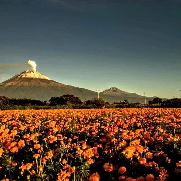 Marigold flower field in Puebla Valley during Day of the Dead – with smoking Popocatépetl volcano in the background,