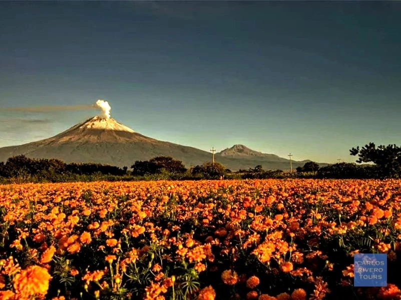 Marigold flower field in Puebla Valley during Day of the Dead – with smoking Popocatépetl volcano in the background,